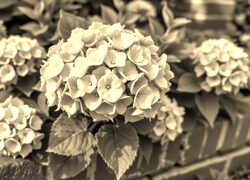 Szary + Sepia