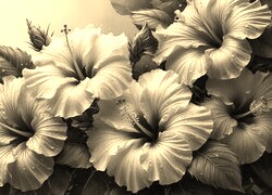 Szary + Sepia