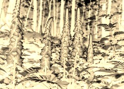 Sepia + Negatyw