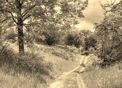 Sepia
