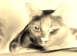 Sepia + Negatyw
