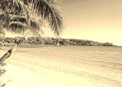Szary + Sepia