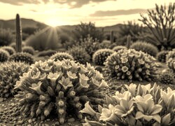 Sepia