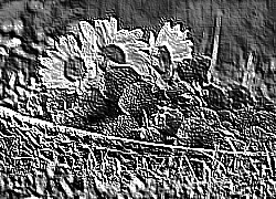 Skamielina