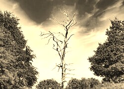 Szary + Sepia