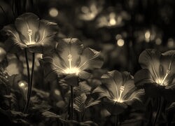 Szary + Sepia