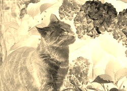 Sepia + Negatyw