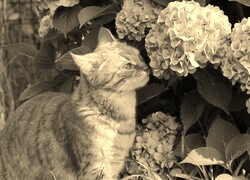 Szary + Sepia