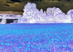 Negatyw