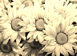 Szary + Sepia