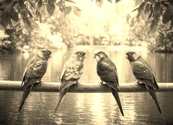 Szary + Sepia