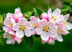 Oryginalny obrazek