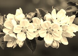 Szary + Sepia