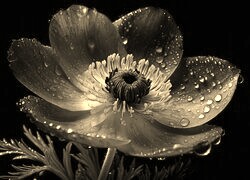 Szary + Sepia