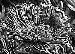 Skamielina