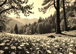 Sepia