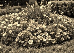 Szary + Sepia