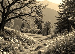 Szary + Sepia