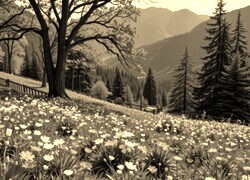 Szary + Sepia