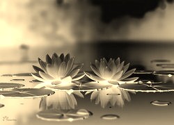 Sepia + Negatyw