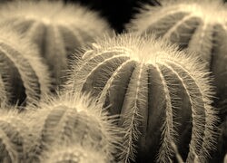 Szary + Sepia