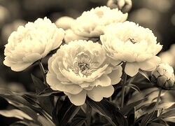 Szary + Sepia