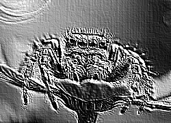 Skamielina