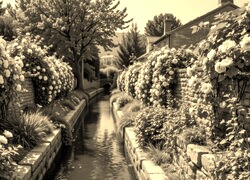 Szary + Sepia