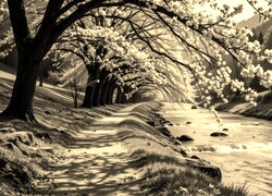 Sepia