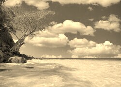 Szary + Sepia