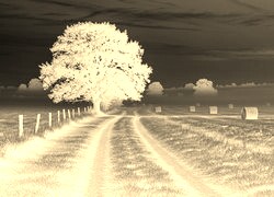 Sepia + Negatyw