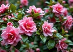 Oryginalny obrazek