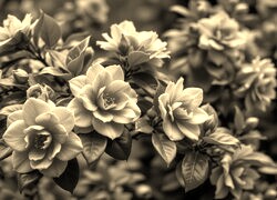 Sepia