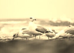 Szary + Sepia