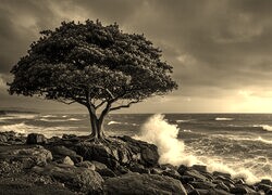 Szary + Sepia