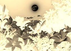 Sepia + Negatyw