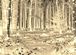 Sepia + Negatyw