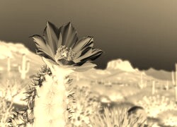 Sepia + Negatyw