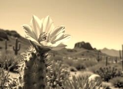 Szary + Sepia