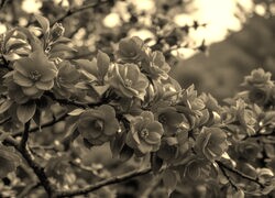 Szary + Sepia