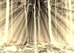 Sepia + Negatyw