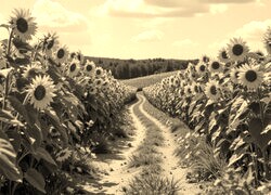 Sepia
