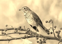 Szary + Sepia