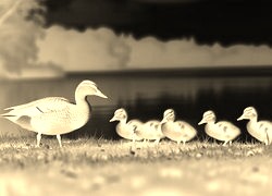 Sepia + Negatyw