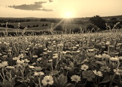 Szary + Sepia