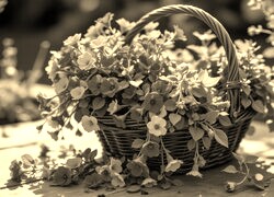 Szary + Sepia