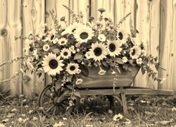 Szary + Sepia