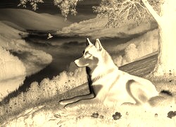 Sepia + Negatyw