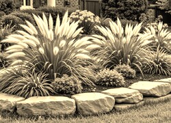 Szary + Sepia