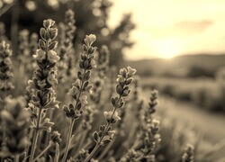 Szary + Sepia